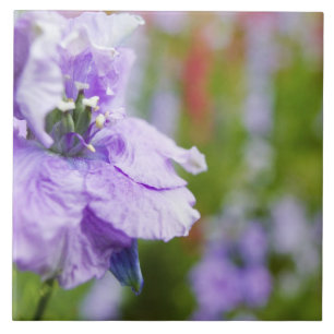USA, Oregon, Willamette Valley, Larkspur Close 3 Fliese