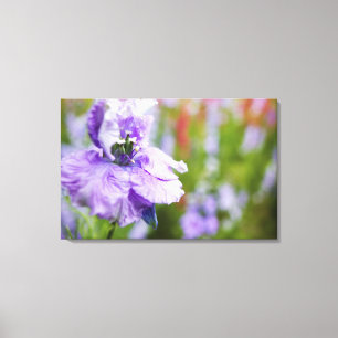 USA, Oregon, Willamette Valley, Larkspur Close 3 Leinwanddruck