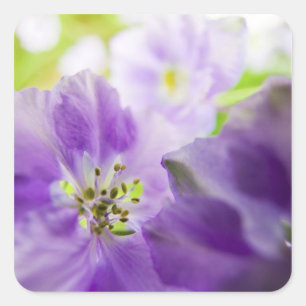 USA, Oregon, Willamette Valley, Larkspur Close Quadratischer Aufkleber