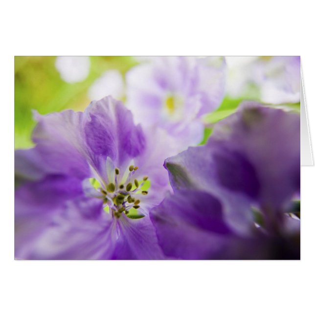 USA, Oregon, Willamette Valley, Larkspur Nah (Vorderseite (Horizontal))