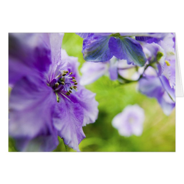 USA, Oregon, Willamette Valley, Larkspur Nah 2 (Vorderseite (Horizontal))