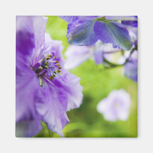 USA, Oregon, Willamette Valley, Larkspur Nah 2 Magnet