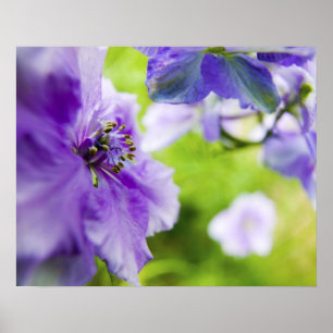 USA, Oregon, Willamette Valley, Larkspur Nah 2 Poster