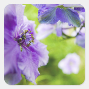 USA, Oregon, Willamette Valley, Larkspur Nah 2 Quadratischer Aufkleber