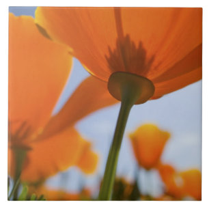 USA, Oregon, Willamette Valley, Nah UP 2 Fliese