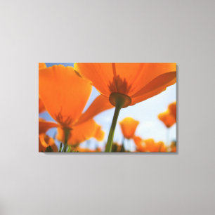 USA, Oregon, Willamette Valley, Nah UP 2 Leinwanddruck