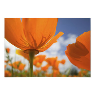 USA, Oregon, Willamette Valley, Nah UP of Fotodruck
