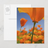 USA, Oregon, Willamette Valley, Nah UP of Postkarte (Vorne/Hinten)