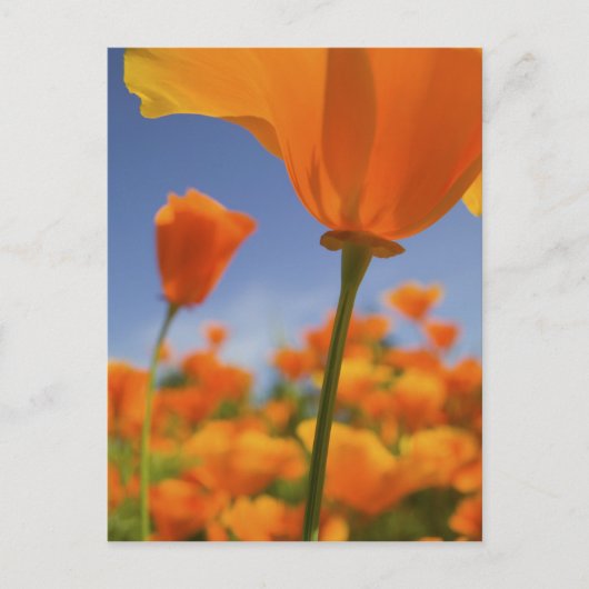 USA, Oregon, Willamette Valley, Nah UP of Postkarte (Vorderseite)