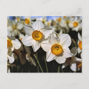 USA, Oregon, Willamette Valley. Narzissen Postkarte