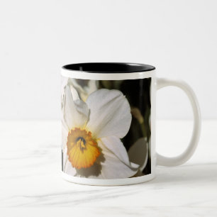 USA, Oregon, Willamette Valley. Narzissen Zweifarbige Tasse