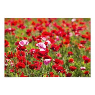 USA, Oregon, Willamette Valley, Shirley 2 Fotodruck