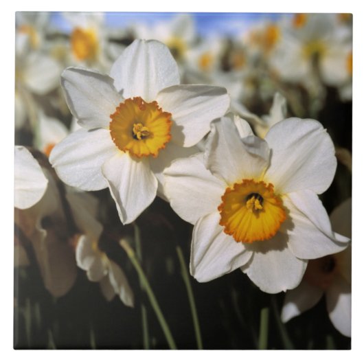 USA, Oregon, Willamette Valley.Trockenstoffe Fliese (Vorderseite)