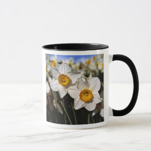 USA, Oregon, Willamette Valley.Trockenstoffe Tasse