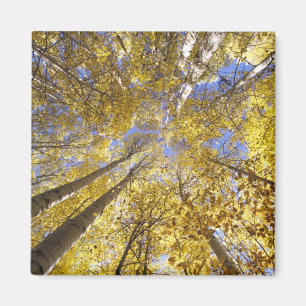 USA, Pazifik Nordwesten. Aspen-Bäume im Herbst Magnet