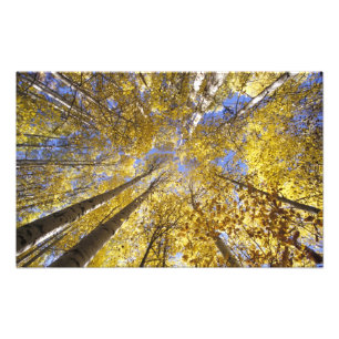 USA, Pazifischer Nordwesten. Espen im Herbst Fotodruck