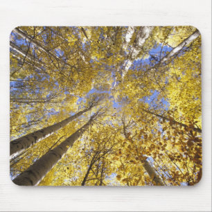 USA, Pazifischer Nordwesten. Espen im Herbst Mousepad