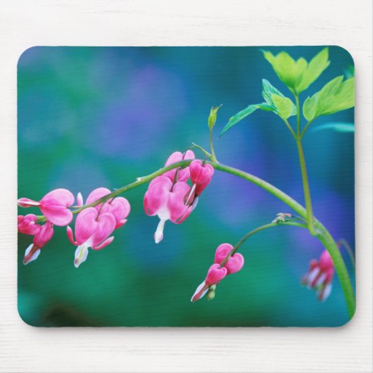 USA, Pennsylvania.Blume des Herzens Mousepad (Vorne)