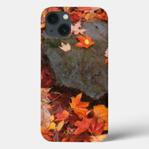 USA, Pennsylvania. Close-Up Of Forest Floor Case-Mate iPhone Hülle