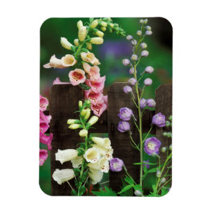USA, Pennsylvania. Foxglove und Delphinium Magnet