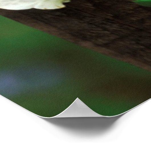 USA, Pennsylvania. Foxglove und Delphinium Poster (Ecke)