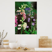USA, Pennsylvania. Foxglove und Delphinium Poster (Küche)