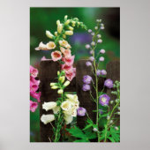 USA, Pennsylvania. Foxglove und Delphinium Poster (Vorne)