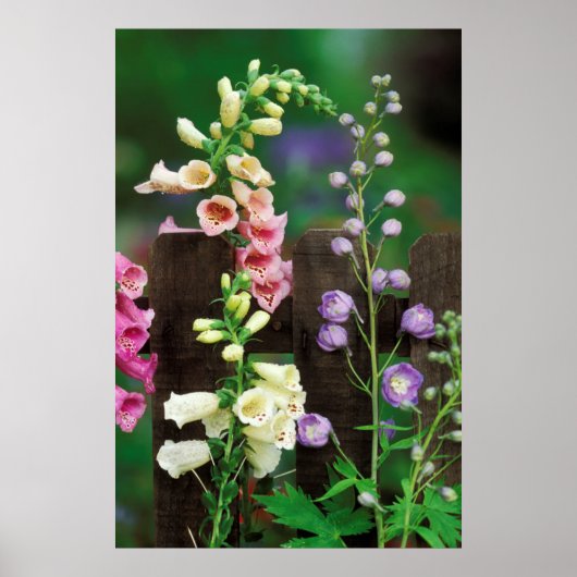 USA, Pennsylvania. Foxglove und Delphinium Poster (Vorne)