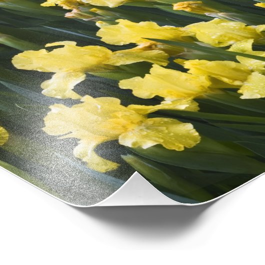 USA, Pennsylvania. Garteneis wachsen um Fotodruck (Ecke)