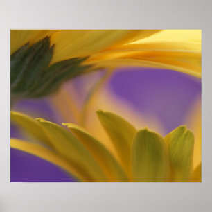 USA, Pennsylvania. Gelbe Gerbera Daisies, nah Poster