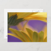 USA, Pennsylvania. Gelbe Gerbera Daisies, nah Postkarte (Vorne/Hinten)