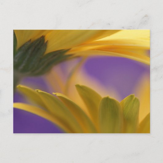 USA, Pennsylvania. Gelbe Gerbera Daisies, nah Postkarte (Vorderseite)