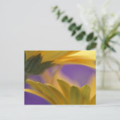 USA, Pennsylvania. Gelbe Gerbera Daisies, nah Postkarte (Stehend Vorderseite)