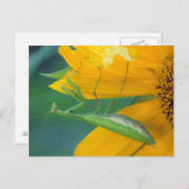 USA, Pennsylvania. Gottesanbeterin Postkarte (Vorne/Hinten)