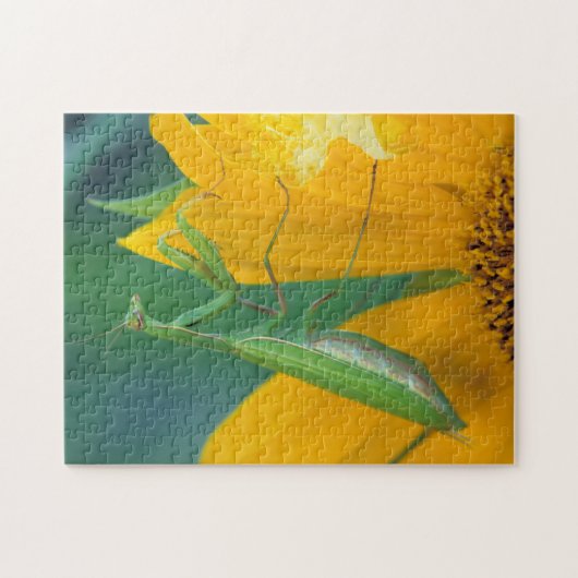 USA, Pennsylvania. Gottesanbeterin Puzzle (Horizontal)