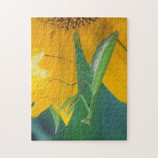 USA, Pennsylvania. Gottesanbeterin Puzzle (Vertikal)