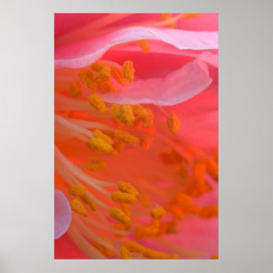 USA, Pennsylvania. Kamelien-Blüte nah Poster