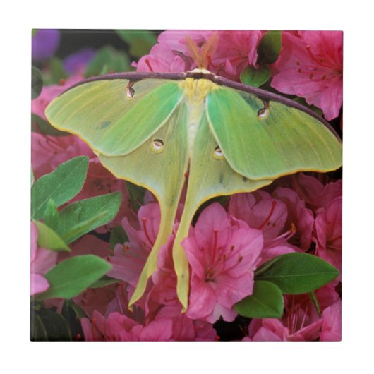 USA, Pennsylvania. Luna Moth on Pink Clematis Fliese (Vorderseite)