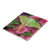 USA, Pennsylvania. Luna Moth on Pink Clematis Fliese (Seite)