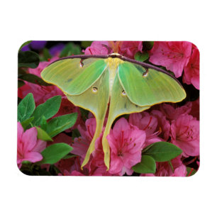 USA, Pennsylvania. Luna Moth on Pink Clematis Magnet