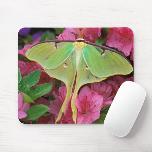 USA, Pennsylvania. Luna Moth on Pink Clematis Mousepad (Mit Mouse)