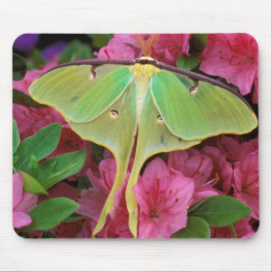 USA, Pennsylvania. Luna Moth on Pink Clematis Mousepad