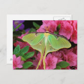 USA, Pennsylvania. Luna Moth on Pink Clematis Postkarte (Vorne/Hinten)