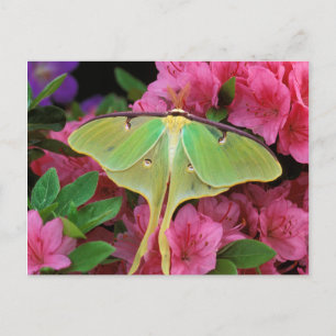 USA, Pennsylvania. Luna Moth on Pink Clematis Postkarte