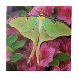 USA, Pennsylvania. Mondspinner auf rosa Clematis Fliese