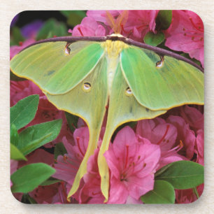 USA, Pennsylvania. Mondspinner auf rosa Clematis Getränkeuntersetzer