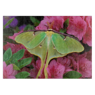 USA, Pennsylvania. Mondspinner auf rosa Clematis Schneidebrett