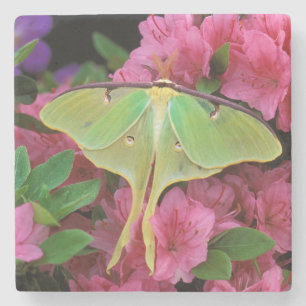 USA, Pennsylvania. Mondspinner auf rosa Clematis Steinuntersetzer
