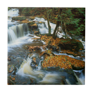 USA, Pennsylvania, Ricketts Glen State Park Fliese