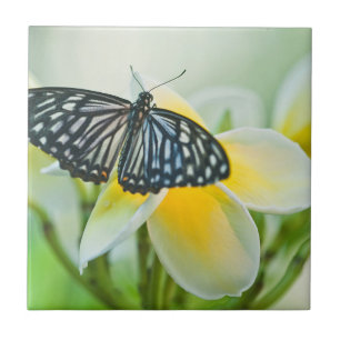 USA, Pennsylvania. Schwalbenschwanz-Schmetterling Fliese